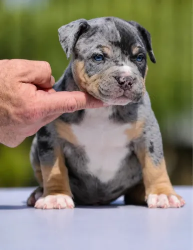 american bully canil renomado