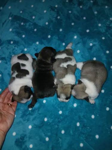 Filhotes de buldogue frances 