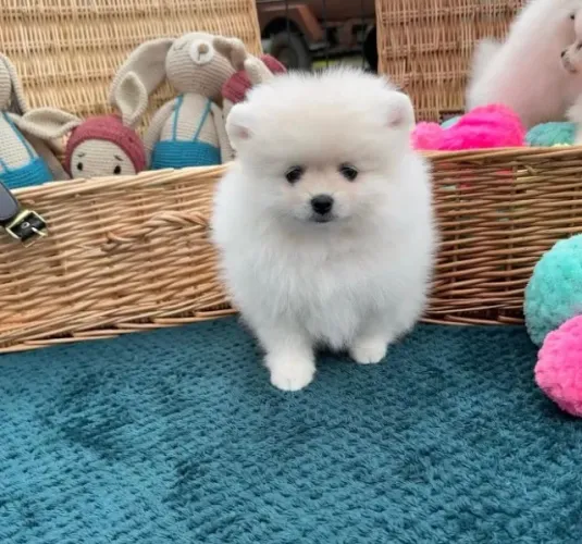 Filhote Lulu da Pomerania companhia fiel para seu lar