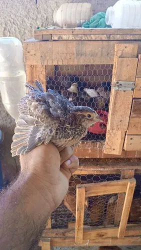 Codorna gigante