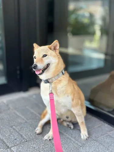 Adoção Shiba Ynu