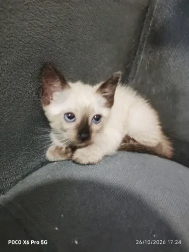 Gato para adoção