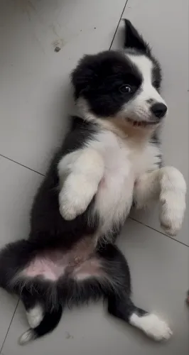 Vendo filhote de Border Collie