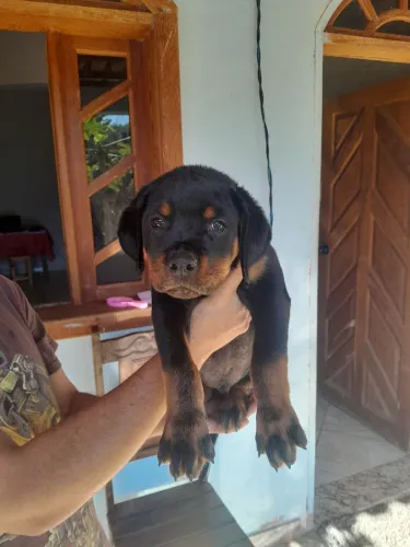 Rottweiler