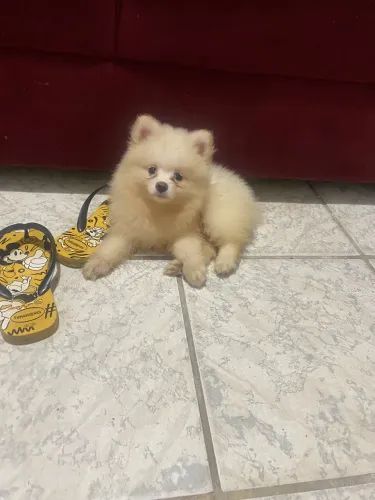 Vende-se esse lulu da Pomerania 
