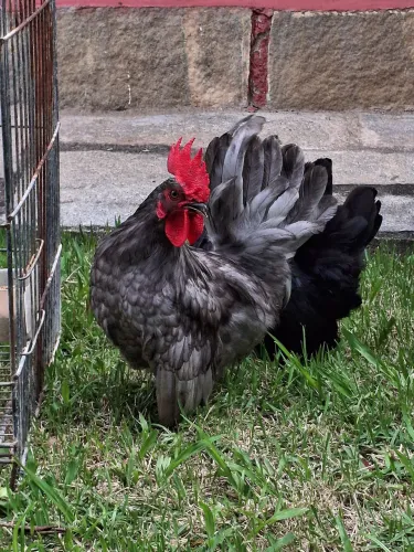 Garnizé Garnisé Galo galinha Nagazaki Nagasaki carvoeiro cinza