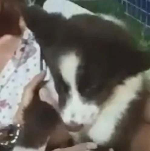 Border collie filhotes disponiveis