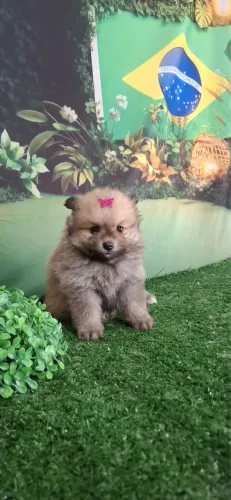 Filhote Fêmea Lulu Da Pomerania