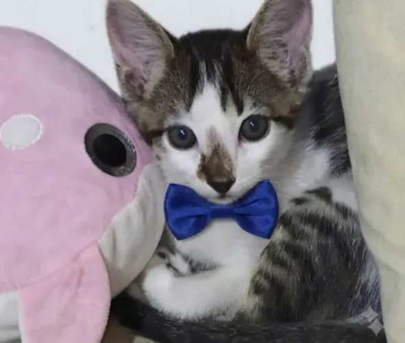 Gatinho para adoção Responsável.