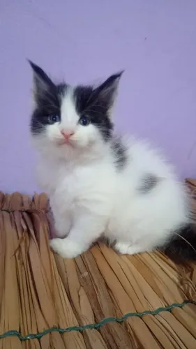 Gato Maine coon 