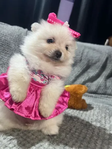 Spitz alemão pequeno amor para presentear