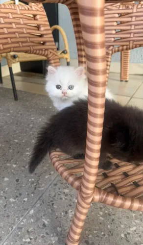 Gata persa