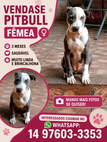Pitbull Fêmea Filhote - 3 Meses