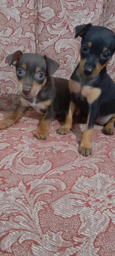 Pinscher com 50 dias vacinado