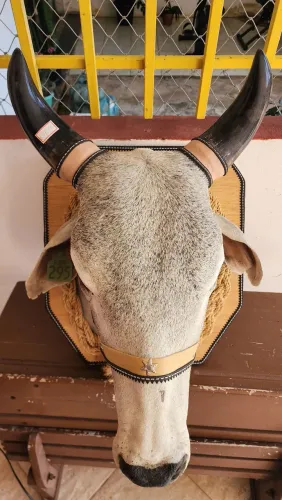 Cabeça de Boi Empalhada