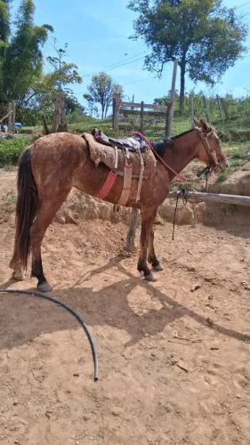 Égua baia 