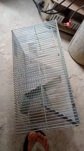 Elimine os ratos com ratoeira grande