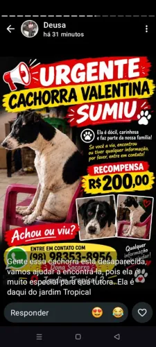 Animal desaparecido 