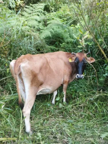 Vendo vacas e novilhas. 
