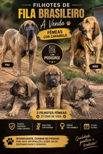 Fila Brasileiro puro