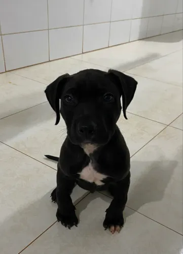 FILHOTE PITBULL AMSTAF