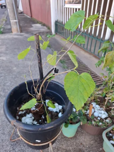 Pé de amora 