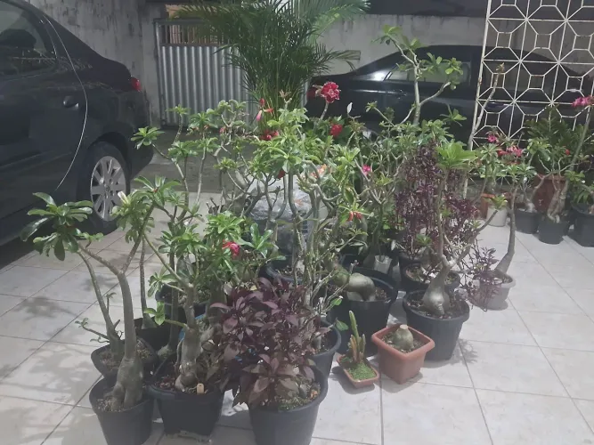 Rosas do Deserto