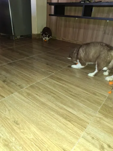 Husky