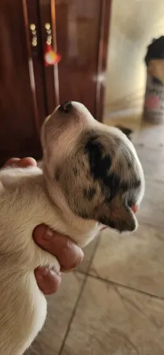 Vendo filhote de cachorro