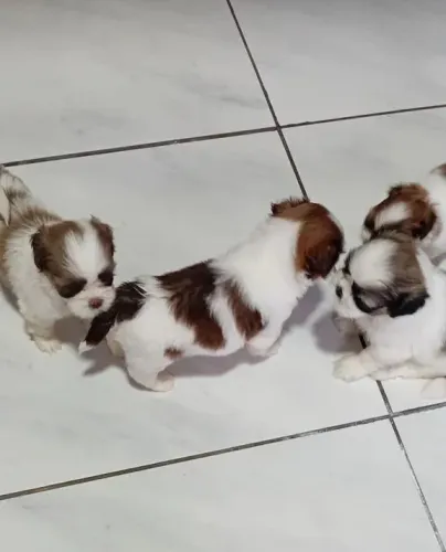 Shih Tzu Esse cachorrinho está procurando um novo lar