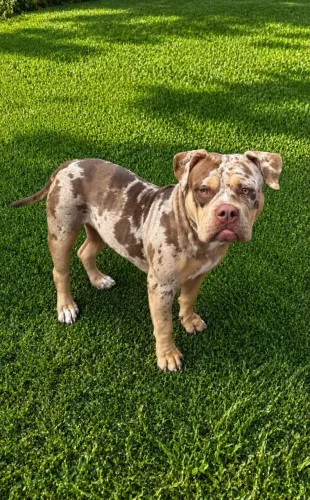 Cão American Bully exótic