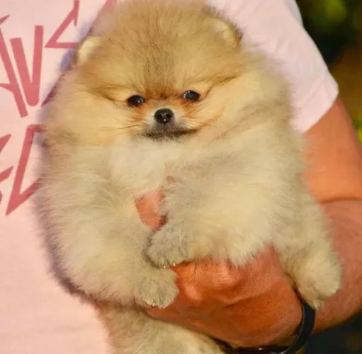 Spitz Alemão Lulu da Pomerânia com Garantia Veterinária