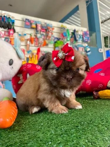 Filhote de shihtzu fêmea chocolate 