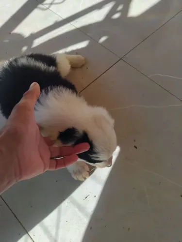 Pets 