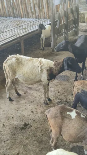 2 Ovelhas mestiça de Dorper
