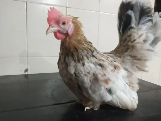 Vendo essas garnise Nagasaki 100 reais cada uma 