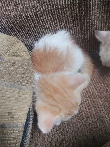 Gato pra adoção 
