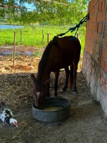 ÉGUA COM CARROÇA