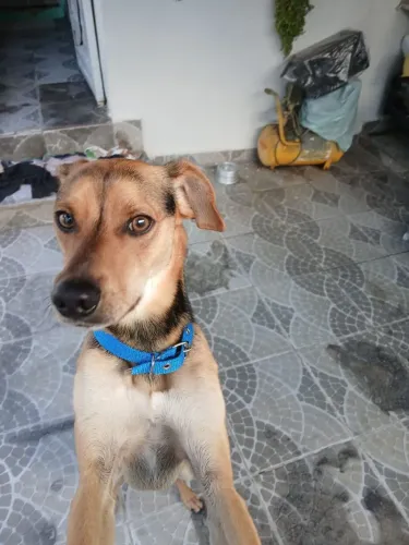 Doa-se um cachorro