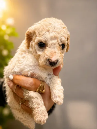 Poodle micro toy