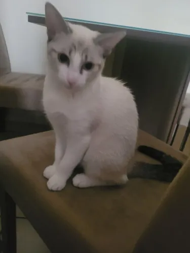 Filhote de gato
