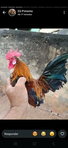 Galinhas miniaturas 