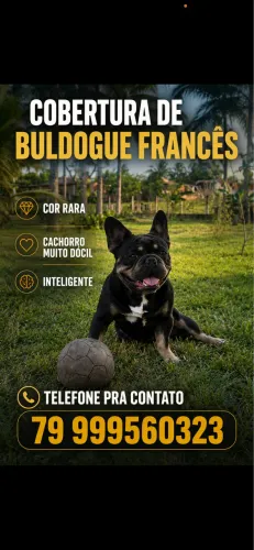 Cobertura buldogue francês 