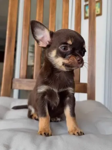 Chihuahua pelo curto chocotan