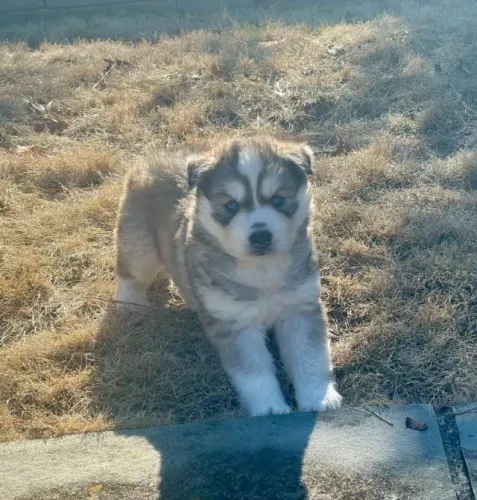 Filhotes de Husky Siberiano | Um amigo para a vida toda.
