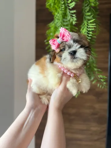 Shih tzu padrão Mini