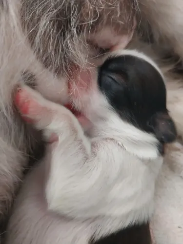 Filhotes de Shih-tzu Fêmea e Macho