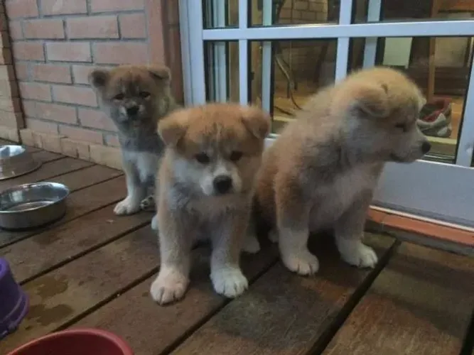 Lindíssimo filhotes Akita inu machos e fêmeas para reservar 