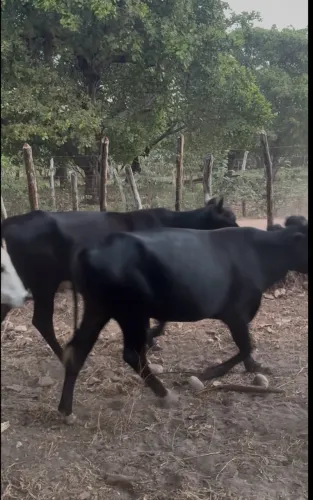 Vendo garrote bezerro e bezerras