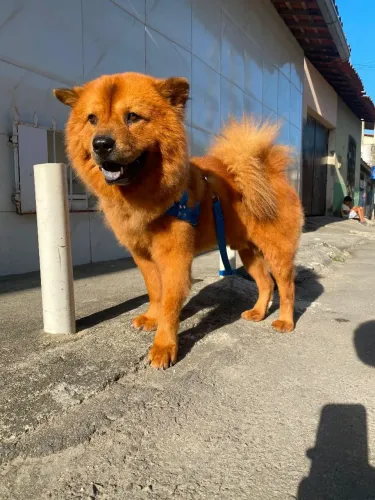 Vendo Chow Chow de 9 meses